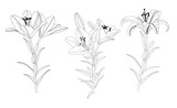Fototapeta Pokój dzieciecy - Vector Lily floral botanical flower. Black and white engraved ink art. Isolated lilies illustration element.