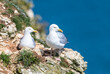 Herring gull pair