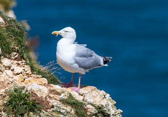 Herring gull