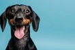 Happy, positive, laughing purebred dog, black Dachshund with tongue sticking out isolated over blue white studio background. Concept of domestic animal, pet care, dog friend, happiness