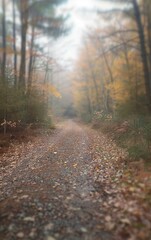 Wall Mural - morning in the forest