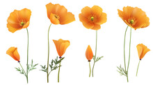 California Poppy Flower Blooming In Spring - Botanical Illustration On Transparent Background, Top View