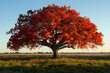 A splendid oak tree showcases its fiery autumn foliage under the warm glow of the setting sun