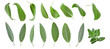 © kasia2003 - Sage leaves isolated in white. Set of flying basil leaves for design. Ingredient, spice for cooking. Food levitation concept. Green sage leaves collection top view.