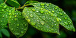 Fresh Dew Drops on Vibrant Green Leaves Nature Background