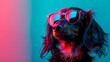 a dachshund wearing sunglasses in front of a colorful background