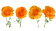 California Poppy Flower Blooming in Spring - Botanical Illustration on Transparent Background, Top View