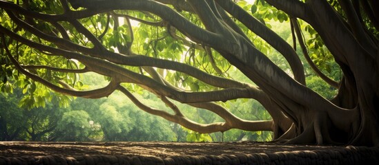 Poster - The sunlight filters through the tree branches, casting a warm glow on the grass below, creating a picturesque natural landscape