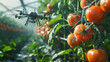 Industrial modern 4.0 greenhouse to grow tomatoes with robots drone. Concept technology innovations farming. grow tomatoes, Generative Ai 