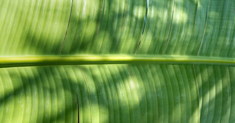 Wall Mural - Tropical green banana leaf with sun shadow, close up texture background