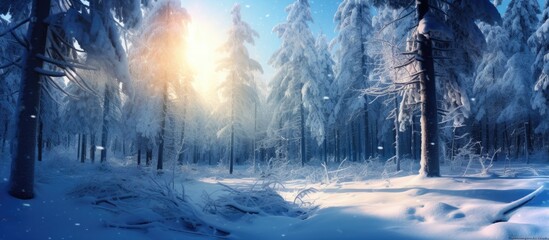 Poster - The sun shines through the snowcovered trees in the forest, creating a magical atmosphere in the natural landscape