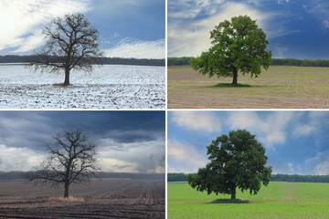 Wall Mural - Abstract image of lonely tree in winter without leaves on snow, in spring without leaves on grass, in summer on grass with green foliage and autumn with red-yellow leaves as symbol of four seasons