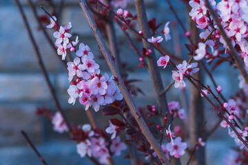 Wall Mural - Cherry tree blossom in the city at sunset. Branch of cherry tree with beautiful pink flowers