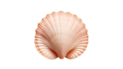 Wall Mural - sea shell cut out. isolated seashell on transparent background