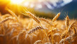 Wheat field. Ears of golden wheat close up. Beautiful Nature Sunset Landscape. Rural Scenery under Shining Sunlight. Background of ripening ears of wheat field. Rich harvest Concept