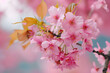 Close-Up von Kirschblüten im Frühling, erstellt mit generativer KI