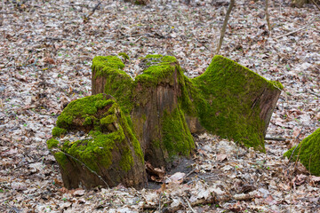 Wall Mural - green moss on wooden stump