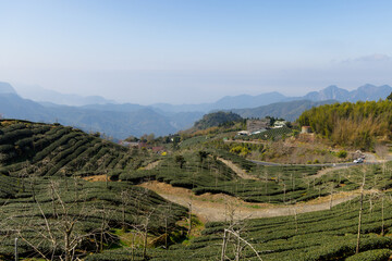 Sticker - Tea farm on the valley of mountain