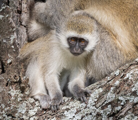 Young Vervet Monkey on a Branch face portrait 