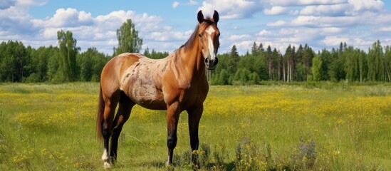 Wall Mural - A beautiful brown horse is peacefully standing in a grassy field under a cloudy sky, surrounded by trees and the beauty of nature