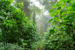 Dschungelpfad  durch immergrünen Regenwald mit üppiger Vegetation, Lianen und Nebel