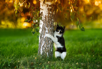 Wall Mural - funny and surprised cat stands near the trunk of a birch tree in a sunny park