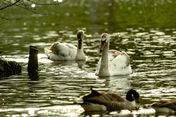 Wall Mural - swans on the lake