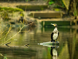 Wall Mural - cormorant