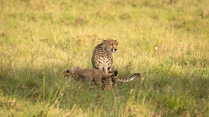 Wall Mural - a cheetah with cubs ( acinonyx jubatus) enjoying the golden light of the morning sun, olare motorogi