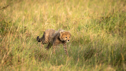 Wall Mural - a cheetah cub ( acinonyx jubatus) enjoying the golden light of the morning sun, olare motorogi conse