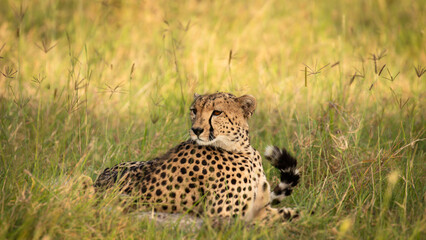 Wall Mural - a cheetah with cubs ( acinonyx jubatus) enjoying the golden light of the morning sun, olare motorogi