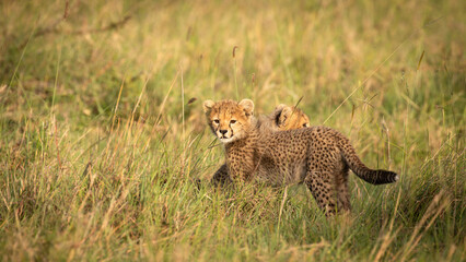 Wall Mural - a cheetah cub ( acinonyx jubatus) enjoying the golden light of the morning sun, olare motorogi conse