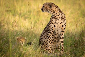 Wall Mural - a cheetah with cubs ( acinonyx jubatus) enjoying the golden light of the morning sun, olare motorogi