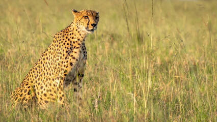 Wall Mural - a female cheetah ( acinonyx jubatus) looking for prey, olare motorogi conservancy, kenya.