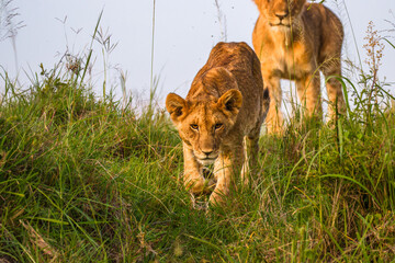 Wall Mural - lion cub ( panthera leo leo) walking down, olare motorogi conservancy, kenya.