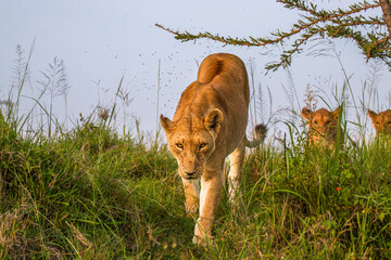 Wall Mural - lioness with cubs ( panthera leo leo) walking down, olare motorogi conservancy, kenya.