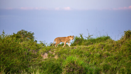Wall Mural - lioness ( panthera leo leo) wondering around, olare motorogi conservancy, kenya.