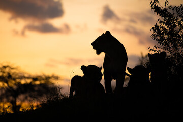 Wall Mural - lion pride ( panthera leo leo) at sunset, olare motorogi conservancy, kenya.
