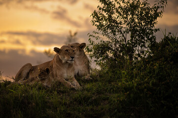Wall Mural - lion pride ( panthera leo leo) at sunset, olare motorogi conservancy, kenya.