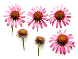 Wall Mural - coneflower echinacea collection set isolated on transparent background, transparency image, removed background
