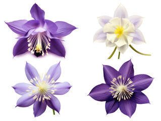 Wall Mural - columbine collection set isolated on transparent background, transparency image, removed background