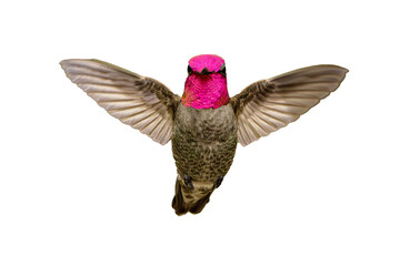 anna's hummingbird (calypte anna) high resolution photo, showing its colors, on a transparent png ba