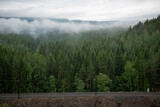 Train tracks wind up in the mountains next to a forest of green conifers with Norwegian mountains and fjords in the background surrounded by white mist. rocks in the foreground.