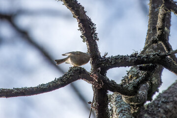 Sticker - the goldcrest the smallest resident bird in Britain perched in a tree with sky in the background