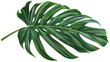 © SRITE KHATUN - illustration of a tropical leaf, isolated on transparent background