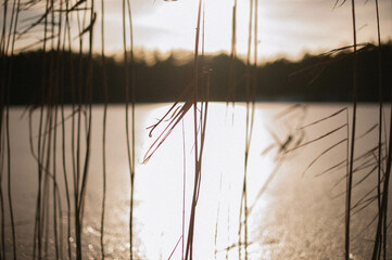 The evening sun casts a warm glow, illuminating reeds on a frozen lake, creating a serene and picturesque scene