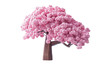 charming bonsai blossoms sakura tree isolated on transparent background