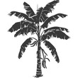 Silhouette banana tree black color only