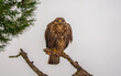 © ADDICTIVE STOCK - A solitary Common Buzzard perches with intent on a rugged branch, against a soft sky in the fields of Lleida