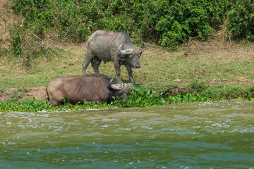 Wall Mural - African buffalo